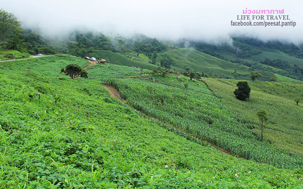 ภูชี้ฟ้า-ดอยผาตั้ง