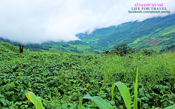 ภูชี้ฟ้า-ดอยผาตั้ง