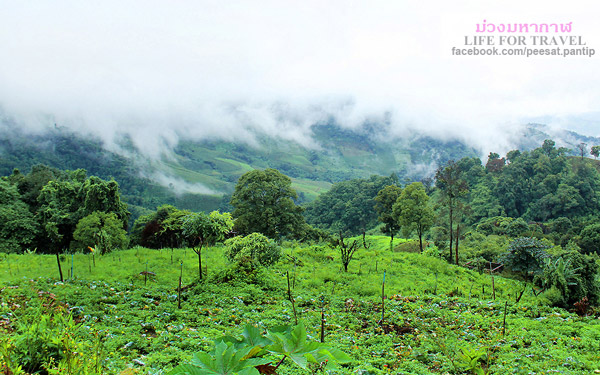 ภูชี้ฟ้า-ดอยผาตั้ง