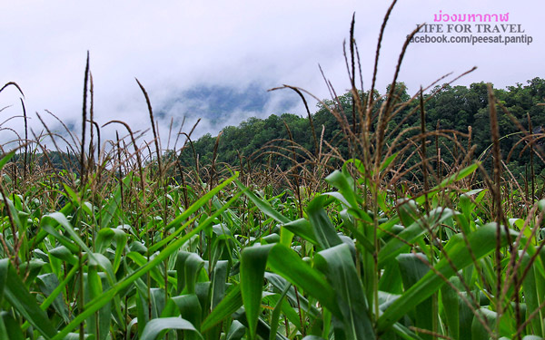 ภูชี้ฟ้า-ดอยผาตั้ง