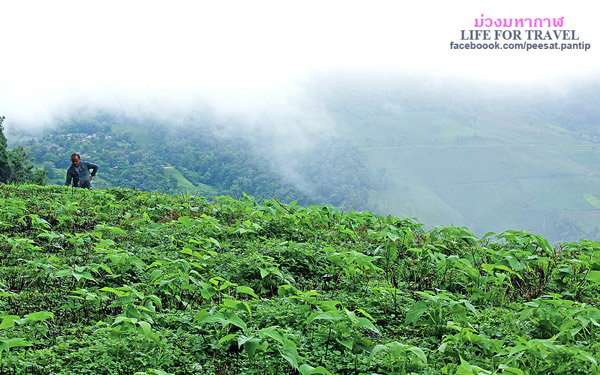 ภูชี้ฟ้า-ดอยผาตั้ง