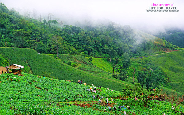 ภูชี้ฟ้า-ดอยผาตั้ง