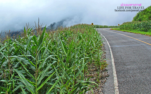 ภูชี้ฟ้า-ดอยผาตั้ง