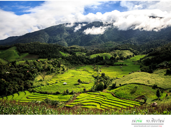 นาขั้นบันได