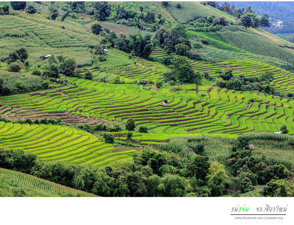 นาขั้นบันได