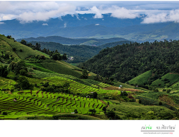 นาขั้นบันได