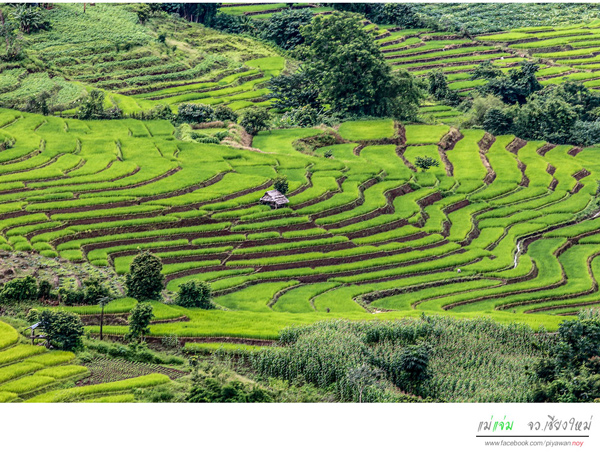 นาขั้นบันได