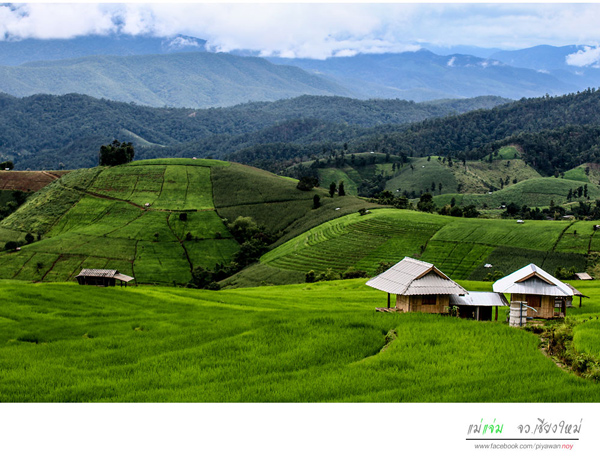 นาขั้นบันได