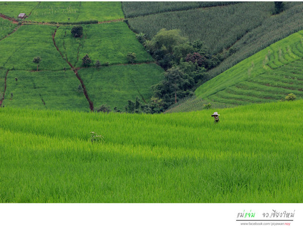 นาขั้นบันได