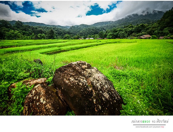 นาขั้นบันได