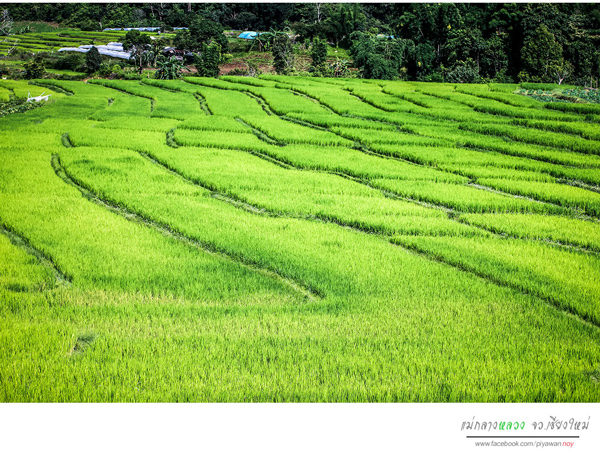 นาขั้นบันได