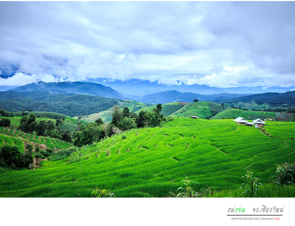 นาขั้นบันได