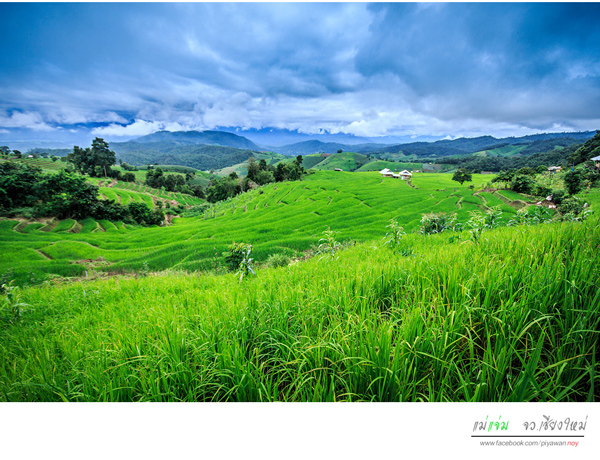 นาขั้นบันได