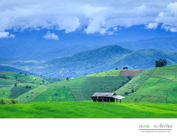 นาขั้นบันได