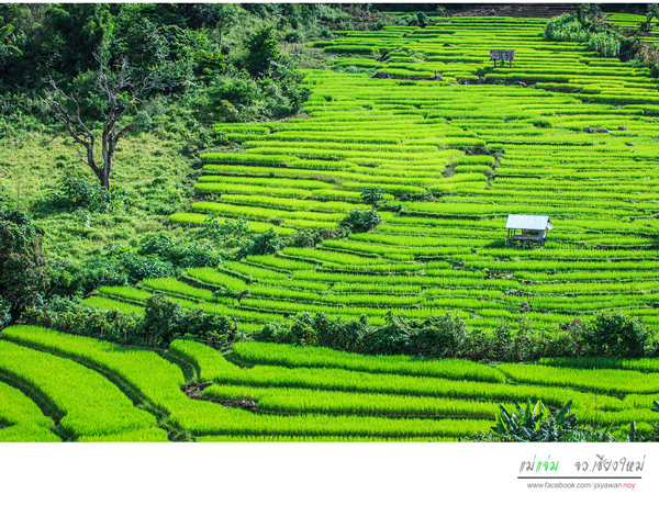 นาขั้นบันได