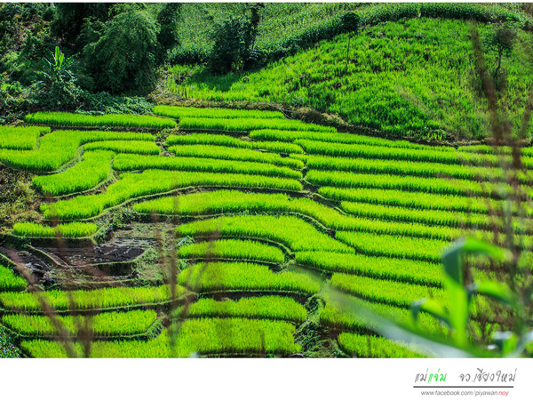 นาขั้นบันได