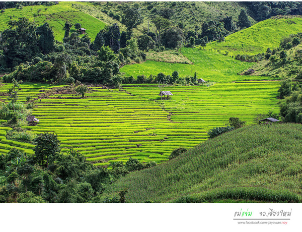 นาขั้นบันได