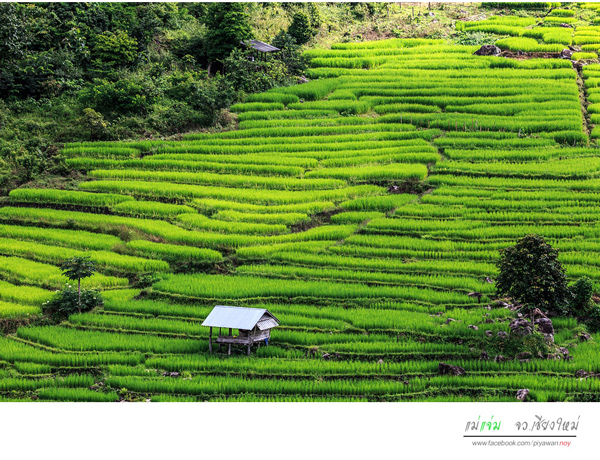 นาขั้นบันได