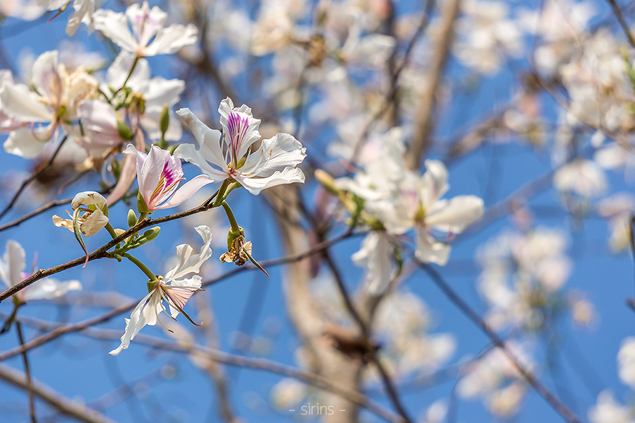 กาญจนบุรี