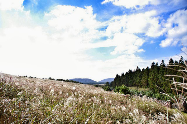 เกาะเชจู