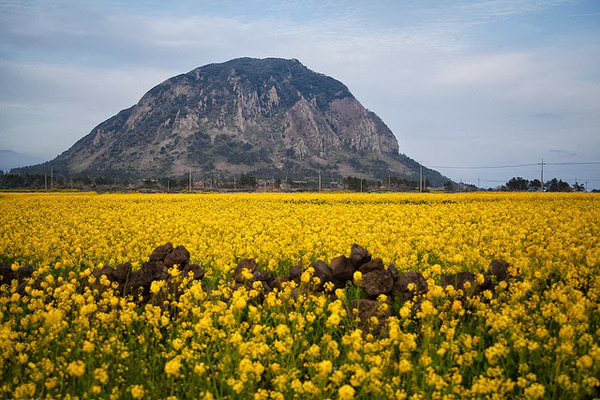 เกาะเชจู