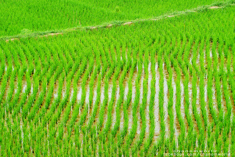 อุทยานแห่งชาติศรีน่าน