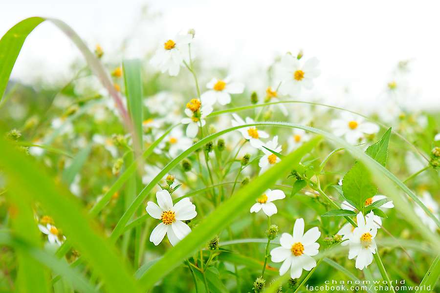 อุทยานแห่งชาติศรีน่าน