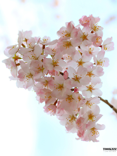 ทัวร์ญี่ปุ่น