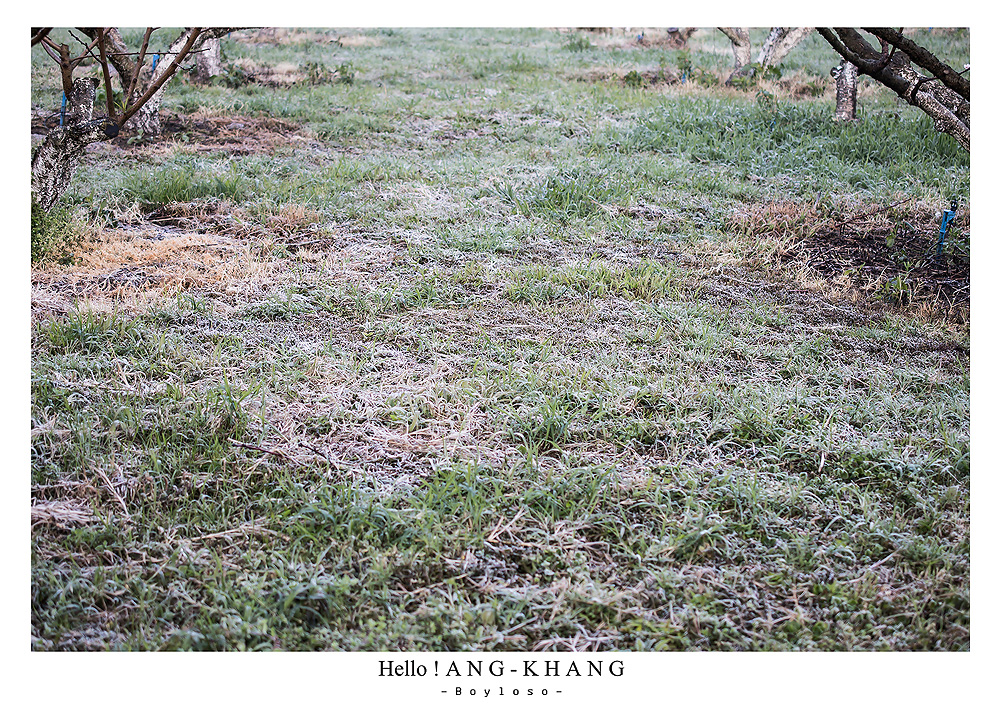 ดอยอ่างขาง