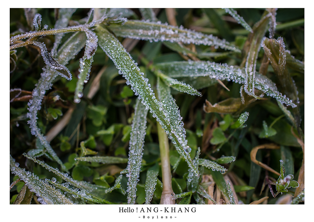 ดอยอ่างขาง