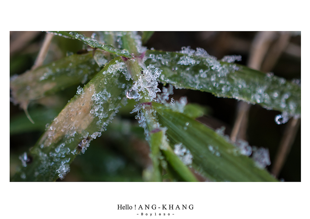 ดอยอ่างขาง