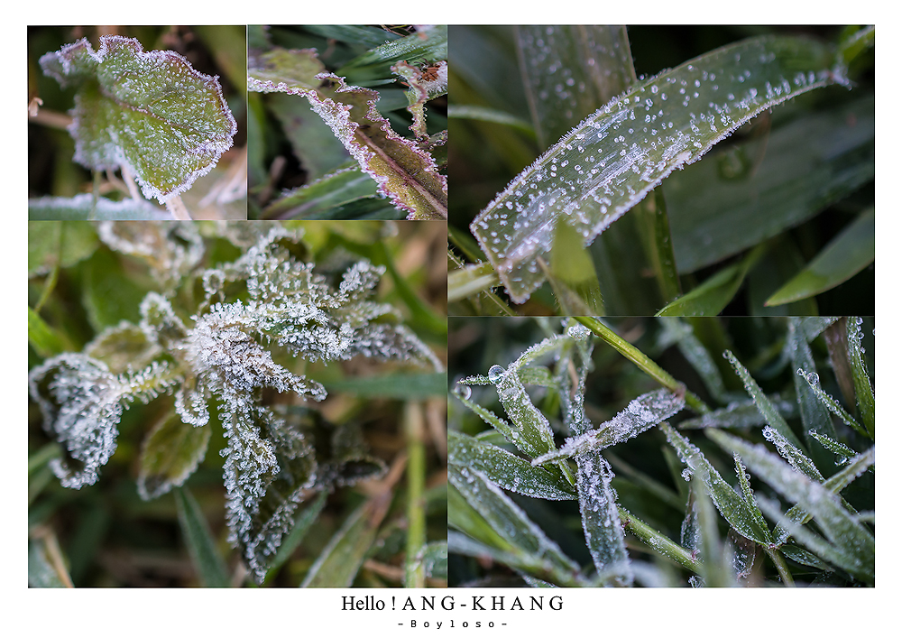 ดอยอ่างขาง