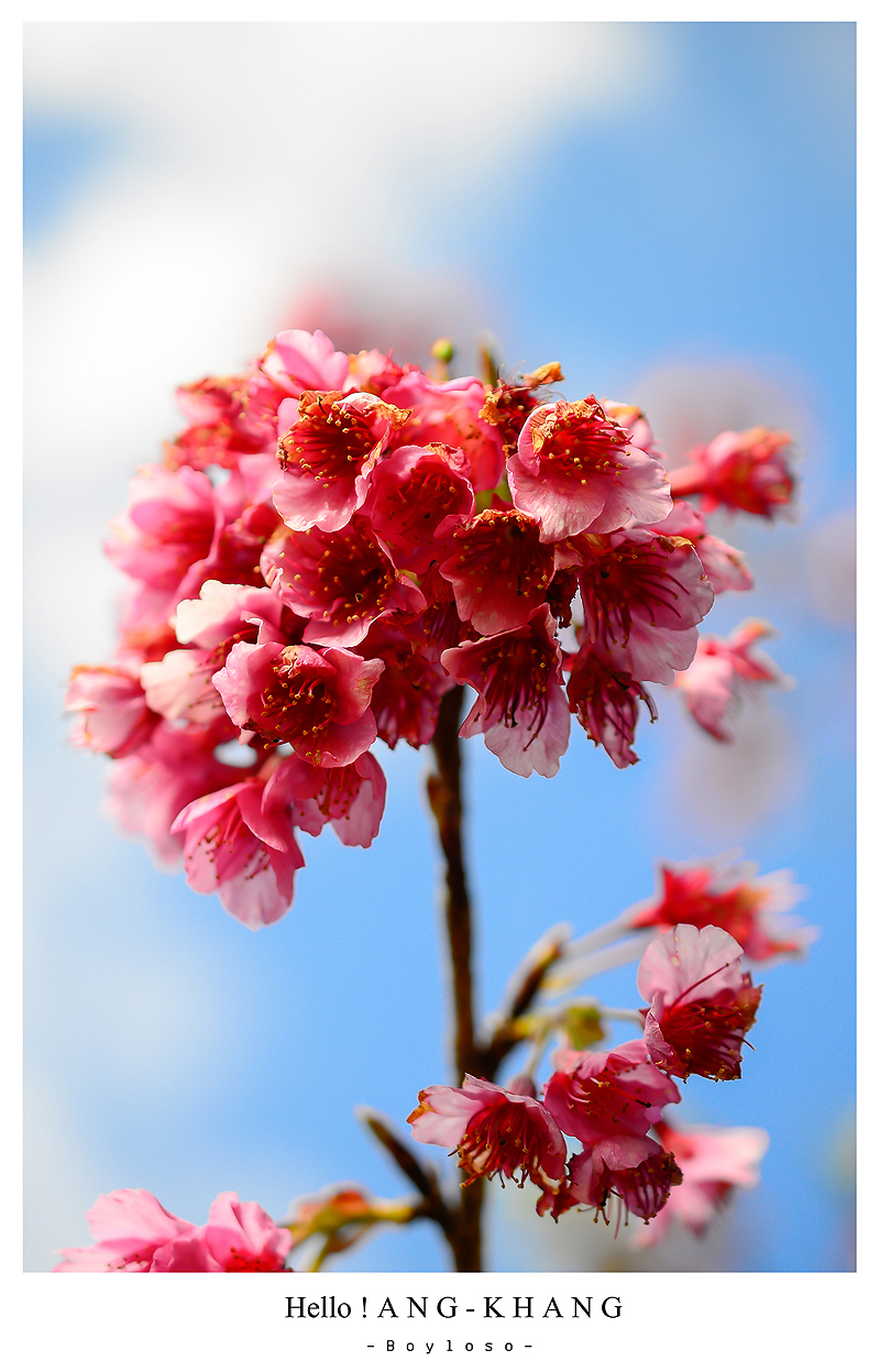 ดอยอ่างขาง