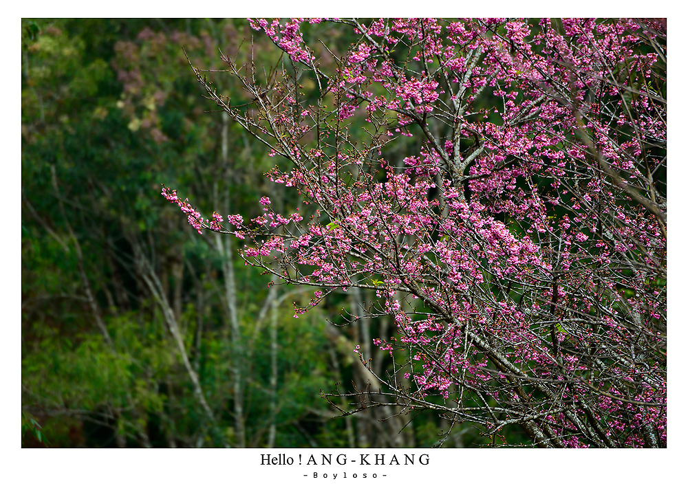 ดอยอ่างขาง