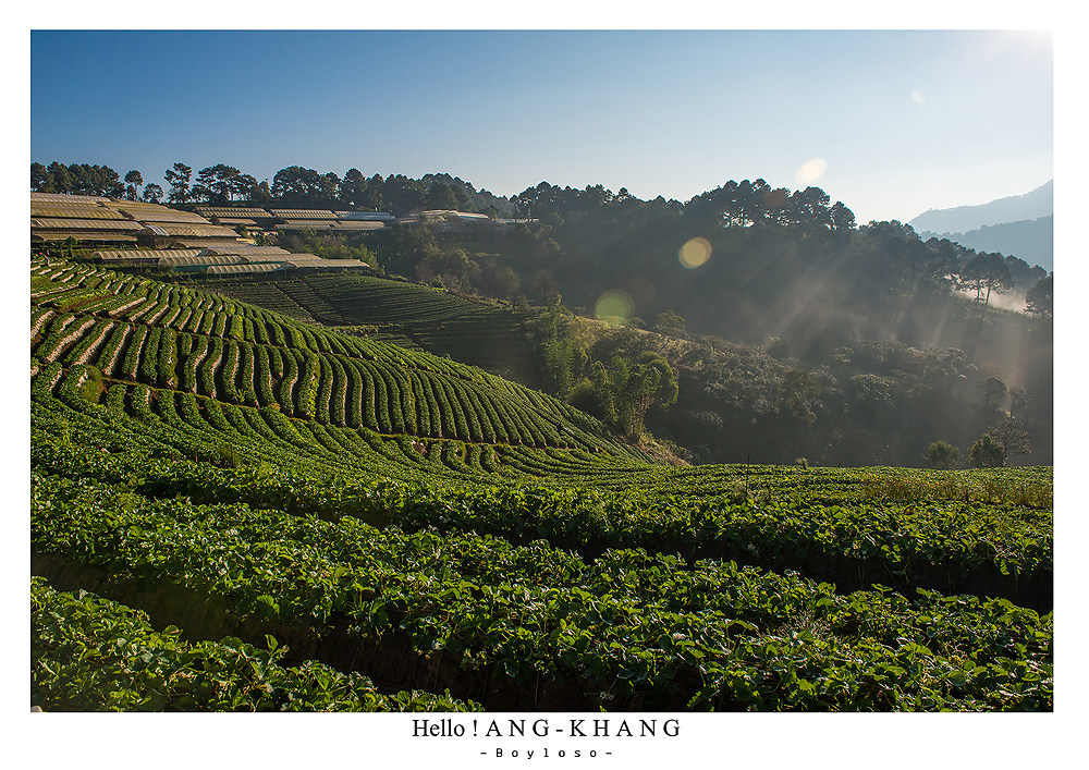 ดอยอ่างขาง