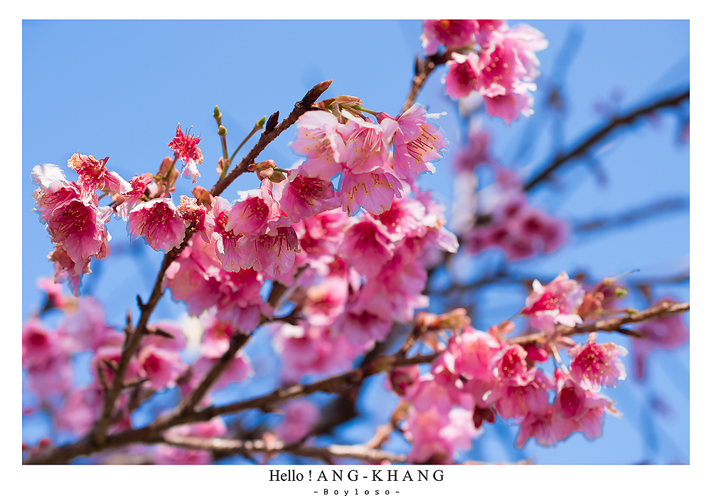 ดอยอ่างขาง