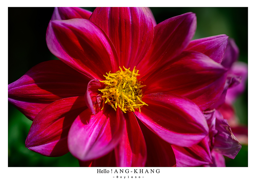 ดอยอ่างขาง