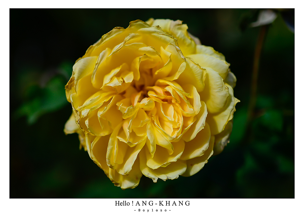 ดอยอ่างขาง