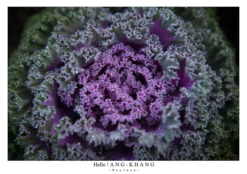 ดอยอ่างขาง