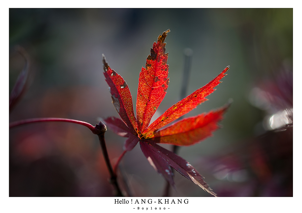 ดอยอ่างขาง