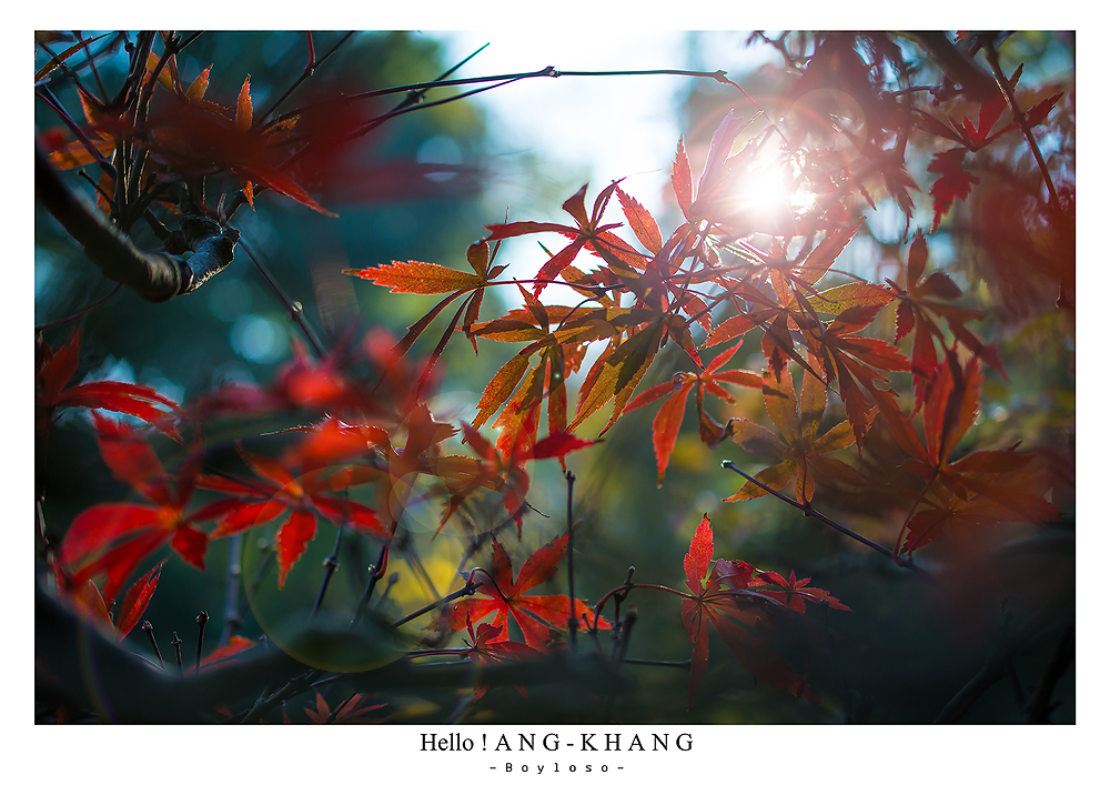 ดอยอ่างขาง