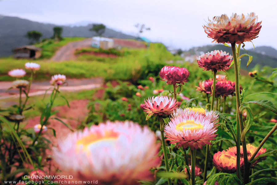 ภูทับเบิก