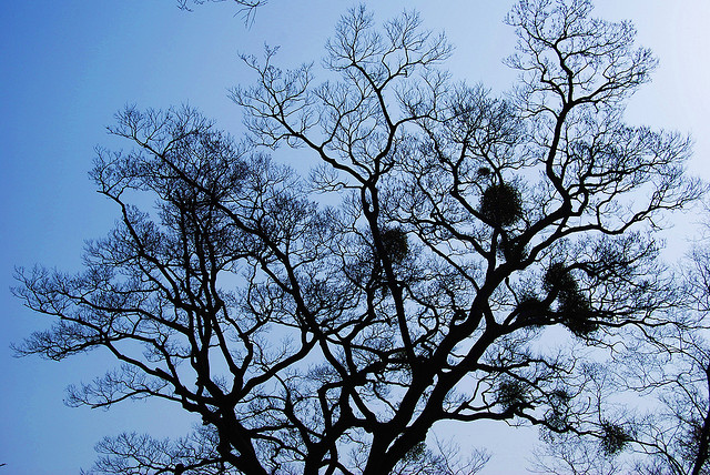 วากายามะ