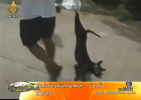 วางยาเบื่อหมา