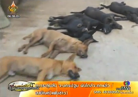 วางยาเบื่อหมา