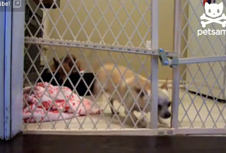 สุนัข แสนรู้