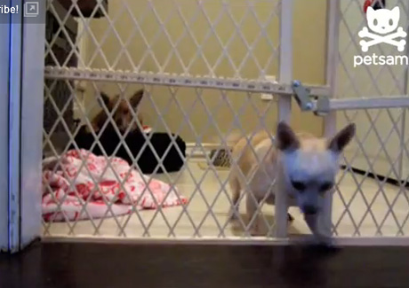 สุนัข แสนรู้