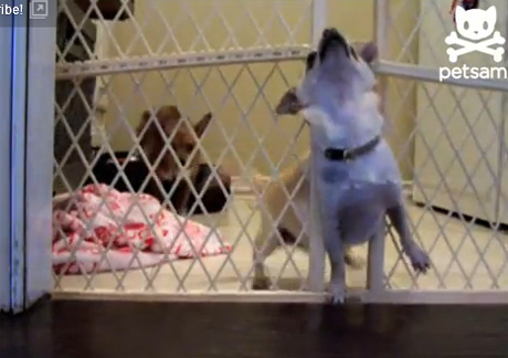 สุนัข แสนรู้