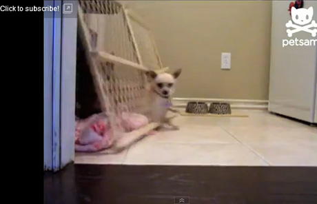 สุนัข แสนรู้