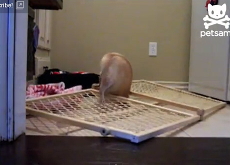 สุนัข แสนรู้